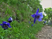 47 Aquilegia alpina (Aquilegia maggiore) sul sentiero 